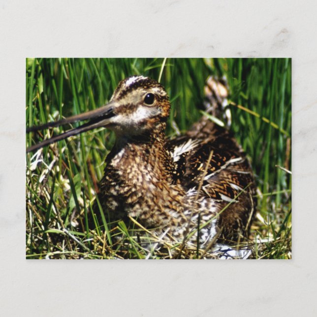 Common Snipe Postcard (Front)