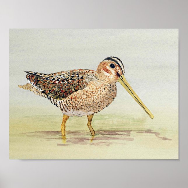 Common Snipe Poster (Front)