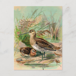 Common Snipe Vintage Bird Illustration Postcard