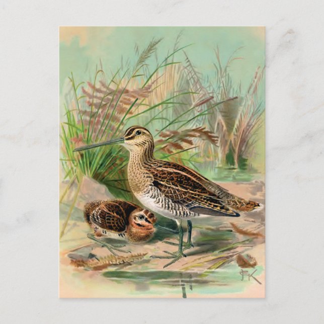 Common Snipe Vintage Bird Illustration Postcard (Front)