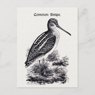 "Common Snipe" Vintage Illustration Postcard