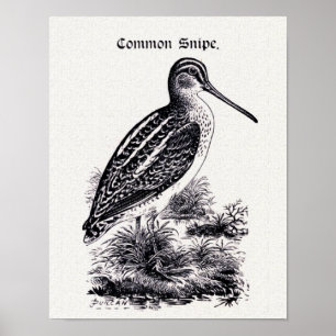 "Common Snipe" Vintage Illustration Poster