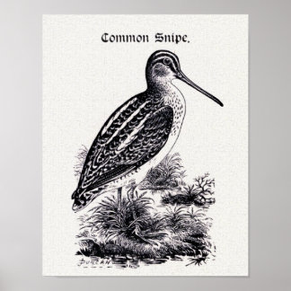 "Common Snipe" Vintage Illustration Poster