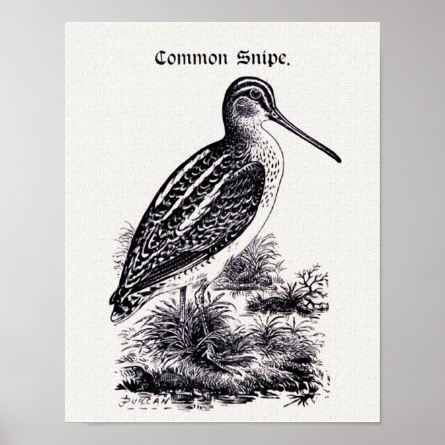"Common Snipe" Vintage Illustration Poster (Front)