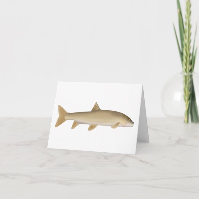 Common Snowtrout Note Card (Front)