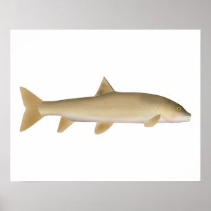 Common Snowtrout Poster