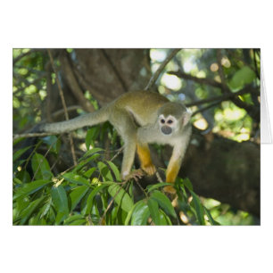 Common Squirrel Monkey, (Saimiri sciureus), Rio