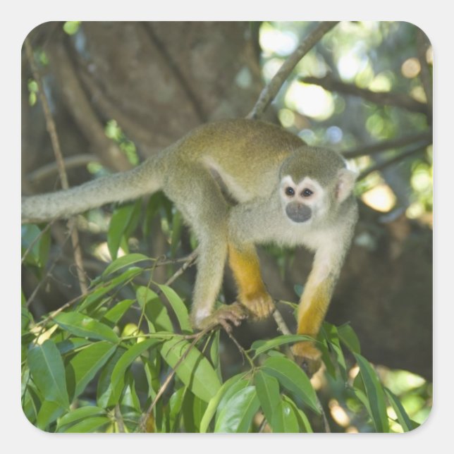 Common Squirrel Monkey, (Saimiri sciureus), Rio Square Sticker (Front)