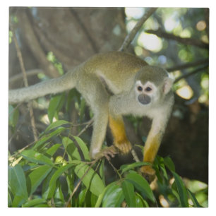 Common Squirrel Monkey, (Saimiri sciureus), Rio Tile
