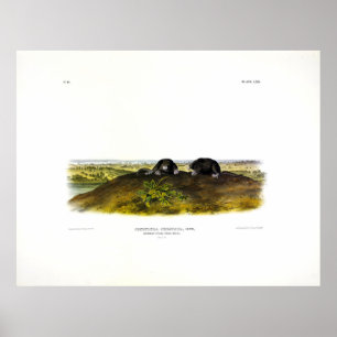 Common Star-nose Mole (Condylura Cristata) Audubon Poster