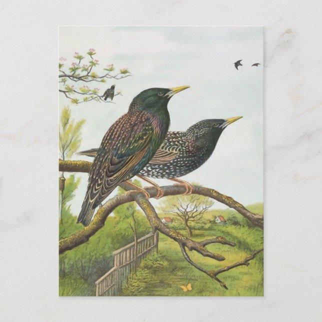 Common Starling Postcard (Front)