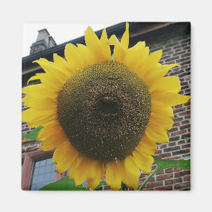 Common Sunflower Magnet