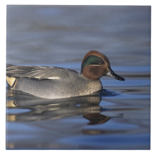 Common Teal, Anus crecca, male, Unterlunkhofen, Ceramic Tile