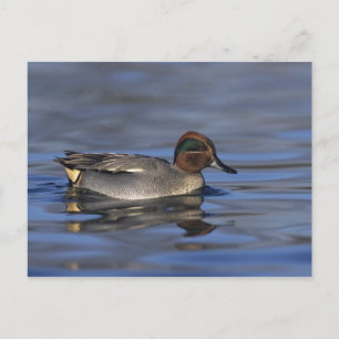 Common Teal, Anus crecca, male, Unterlunkhofen, Postcard