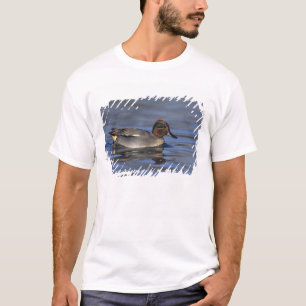 Common Teal, Anus crecca, male, Unterlunkhofen, T-Shirt
