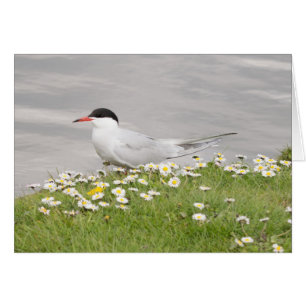 Common Tern