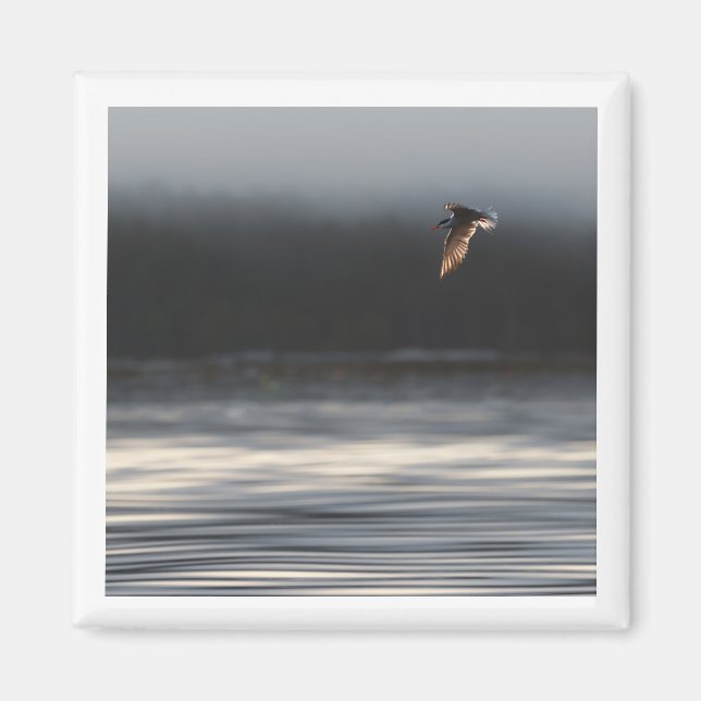 Common Tern 2x2 magnet (Front)