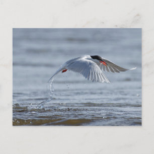 Common tern nature photo postcard