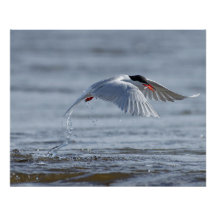 Common tern nature photo poster