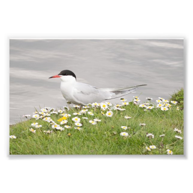 Common Tern Photo Print (Front)