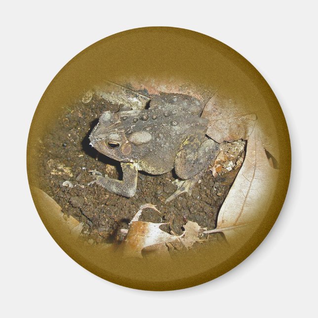 Common Toad Coordinating Items Magnet (Front)