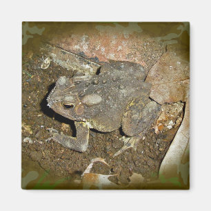 Common Toad Coordinating Items Magnet