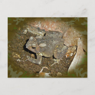 Common Toad Coordinating Items Postcard