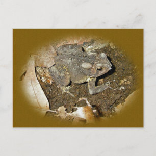 Common Toad Coordinating Items Postcard