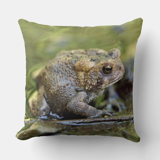 Common Toad Cushion (Front)
