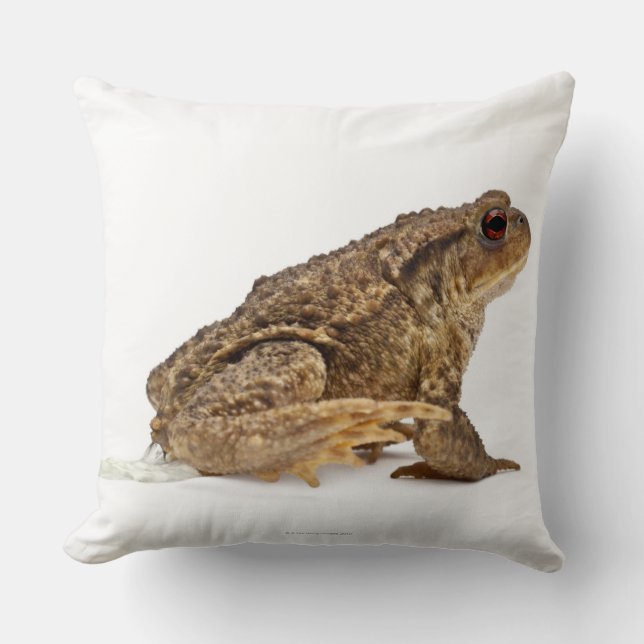 Common toad or European toad (Bufo bufo) pissing Cushion (Front)
