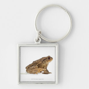 Common toad or European toad (Bufo bufo) pissing Key Ring