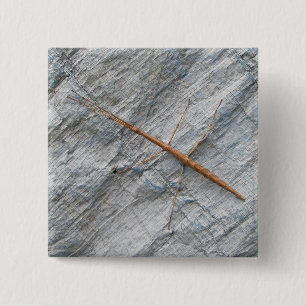 Common Walkingstick (Diapheromera femorata) Items 15 Cm Square Badge