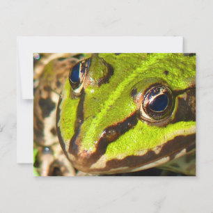 Common Water Frog Close-Up Postcard