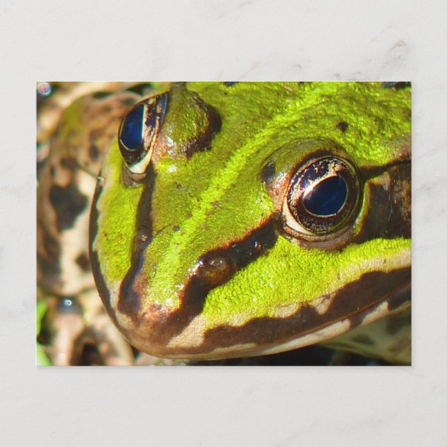 Common Water Frog Close-Up Postcard (Front)