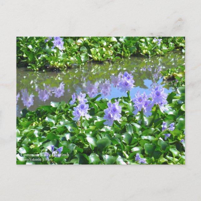 Common Water Hyacinth：Postcard Postcard (Front)