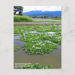 Common Water Hyacinth:Postcard Postcard
