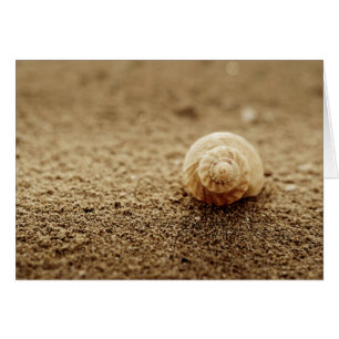 Common Whelk Botany Bay