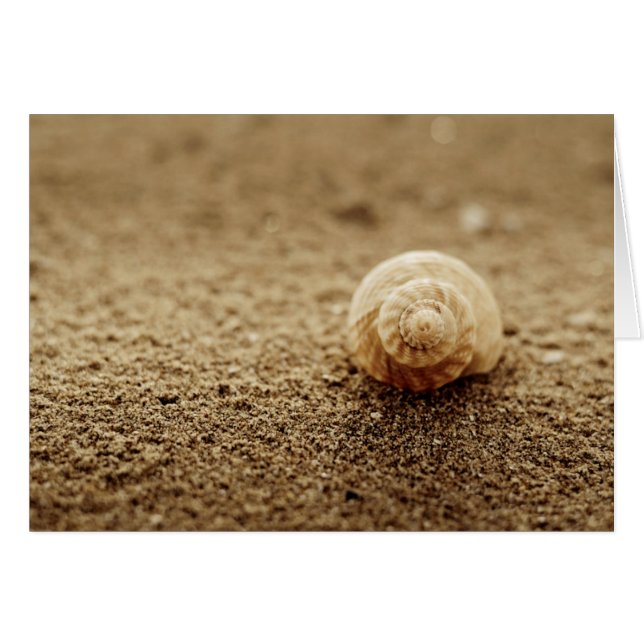 Common Whelk | Botany Bay (Front Horizontal)