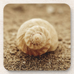 Common Whelk Botany Bay Coaster