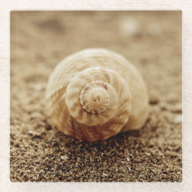 Common Whelk | Botany Bay Glass Coaster (Front)