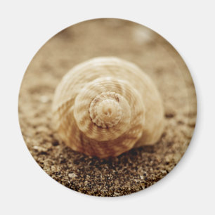 Common Whelk Botany Bay Magnet