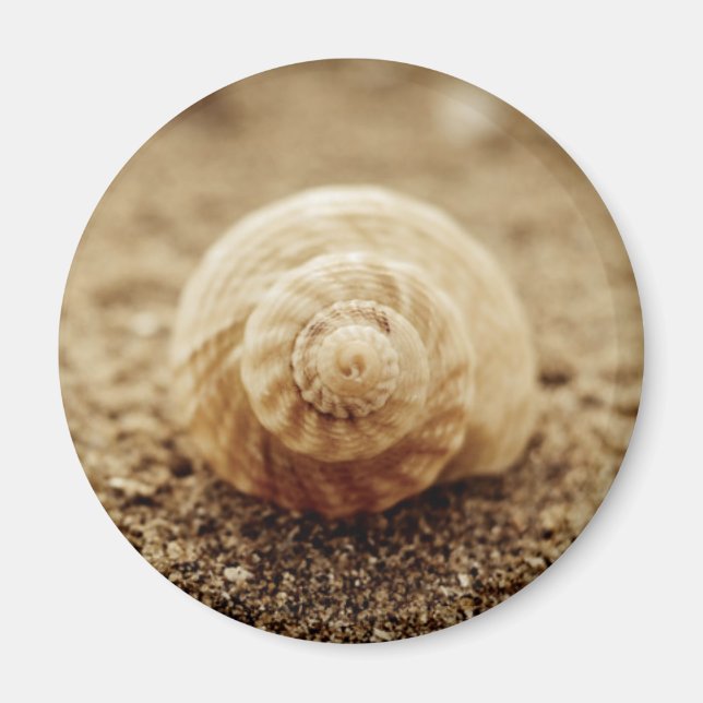 Common Whelk | Botany Bay Magnet (Front)