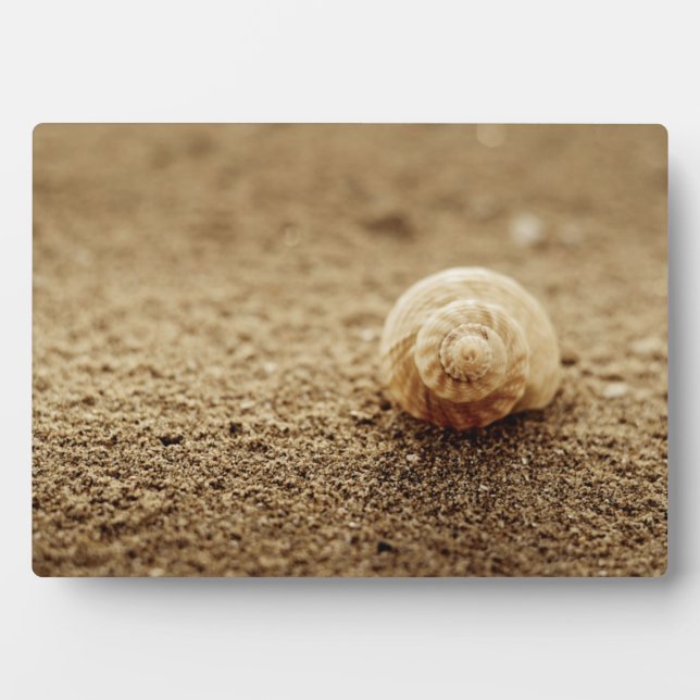Common Whelk | Botany Bay Plaque (Front)