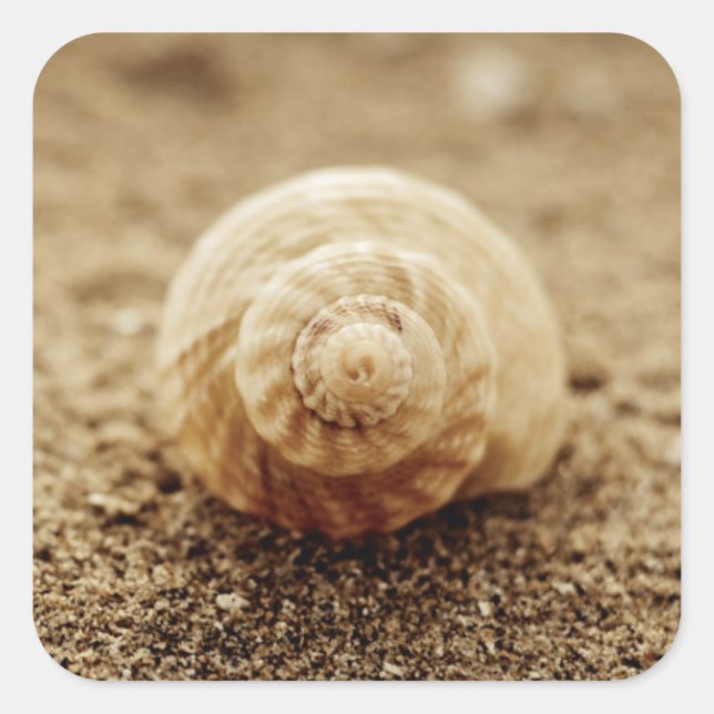 Common Whelk | Botany Bay Square Sticker (Front)