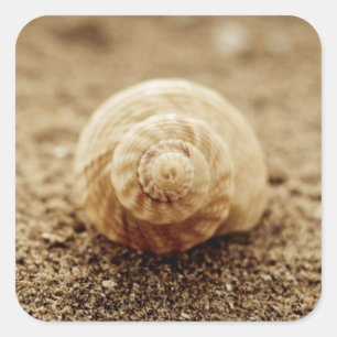 Common Whelk Botany Bay Square Sticker