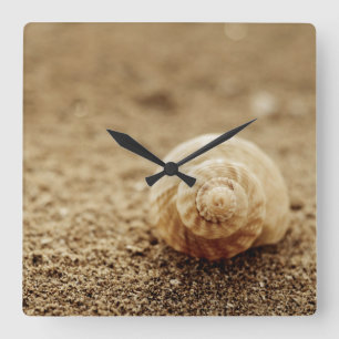 Common Whelk   Botany Bay Square Wall Clock