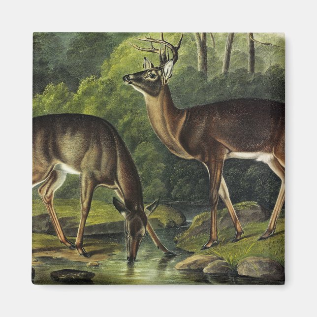 Common (White-tailed) Deer - Audubon's Quadrupeds Magnet (Front)