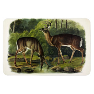 Common (White-tailed) Deer - Audubon's Quadrupeds Magnet