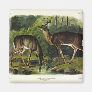Common (White-tailed) Deer - Audubon's Quadrupeds Magnet