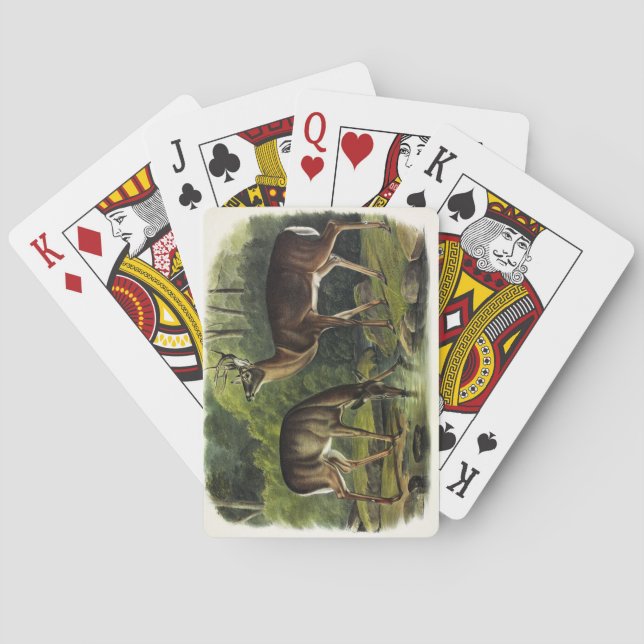 Common (White-tailed) Deer - Audubon's Quadrupeds Playing Cards (Back)